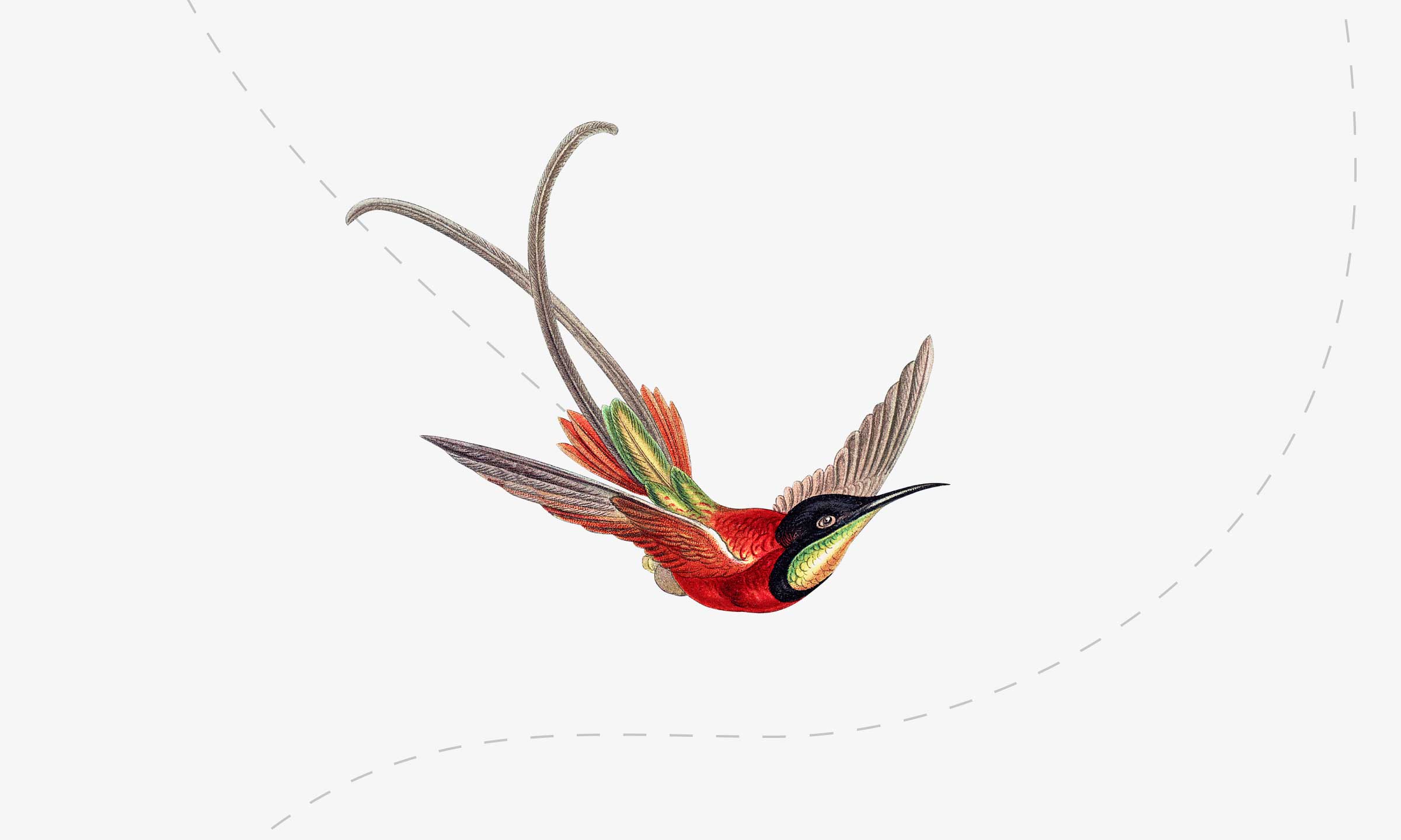 Illustrazione di un pettirosso in volo